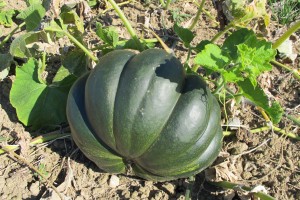 Courges 2013-09-23 005