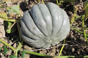 Courges 2013-09-23 006