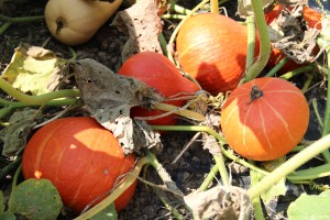 récolte potimarrons 2012-09-06 023